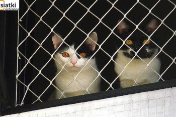 Siatki Aleksandrów Kujawski - Siatka balkonowa – zabezpieczenie dla kota dla terenów Aleksandrowa Kujawskiego